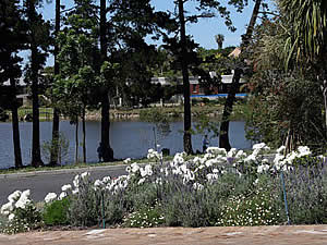 Lavender and roses beside a small lake.  Find Bellville Cape Town accommodation with its beaches and sunshine on our Bellville Cape Town accommodation page.