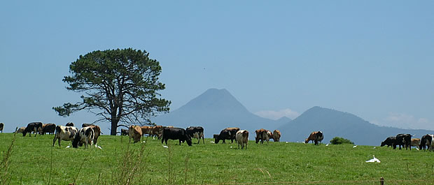 cattlefarming.jpg