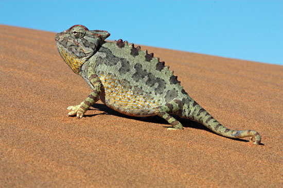 Namib Desert Chameleon