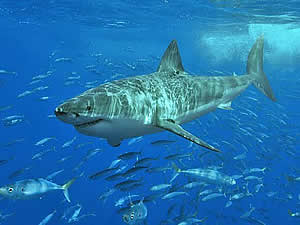 Gans Bay is the premier White Shark diving location in the world.  Get close up to these fearsome creatures in a diving cage.  Find Gans Bay accommodation on our Gans Bay accommodation page.