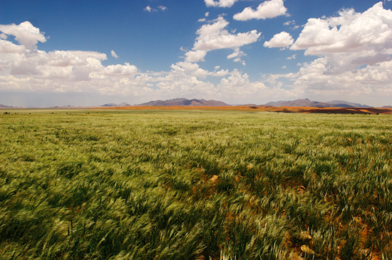 Namibia - Green Grass in the Desert