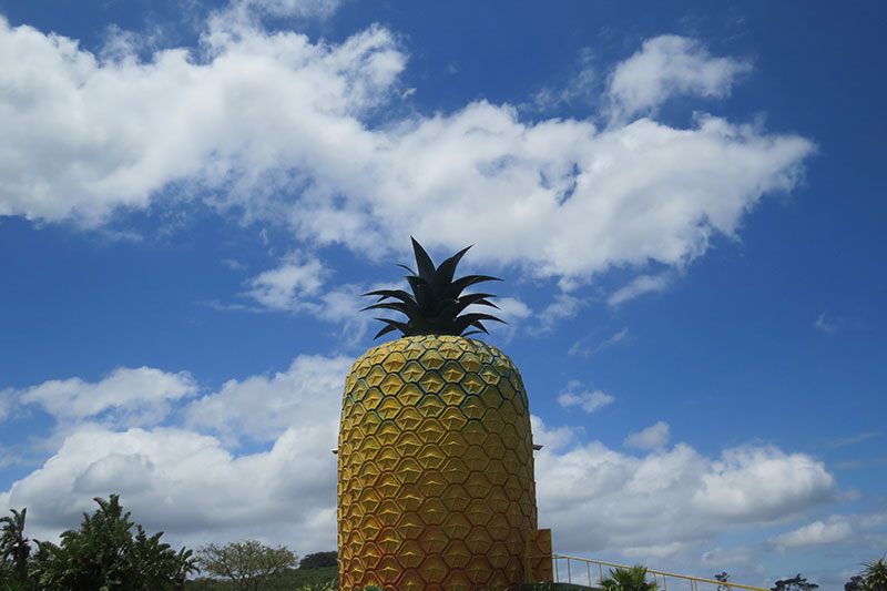 The Big Pineapple Anje Rautenbach