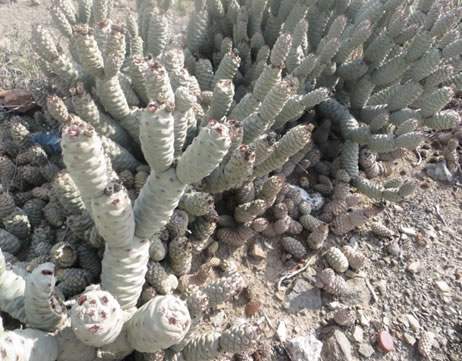 Tephrocactus articulatus (Spruce Cone Cactus)
