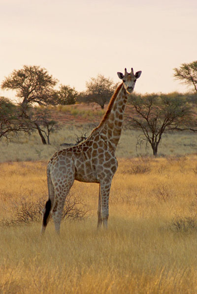 Namibia - Kalahari Giraffe