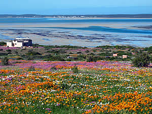 During the spring the veld in Langebaan and the neighbouring West Coast National Park comes alive in a kaleidescopic display of wild flowers, an attraction all by itself.  Find Langebaan accommodation on our Langebaan accommodation page.