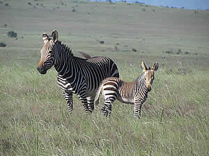 Zebra in Mountain Zebra National Park