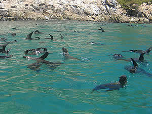 Plettenberg Bay's Robberg (Seal Island) is so named for the thriving seal colony which makes its home in the   surrounding waters.  It is not quite an island, being connected to the mainland by a narrow neck, and makes an   interesting walk.  Find Plettenberg Bay accommodation on our Plettenberg Bay accommodation page.
