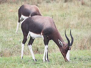 One of the prime attractions near Swellendam is the Bontebok National Park centred around the lovely Bontebok, a   close relative of the Blesbok but with distinctive dark colouration.  Find Swellendam accommodation on our Swellendam accommodation page.
