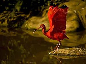 Two prime attractions in the Tsitsikamma are Bird of Eden and Monkeyland.  Here a scarlet Ibis shows off his gorgeous colouration.  Find Tsitsikamma accommodation on our Tsitsikamma accommodation page.