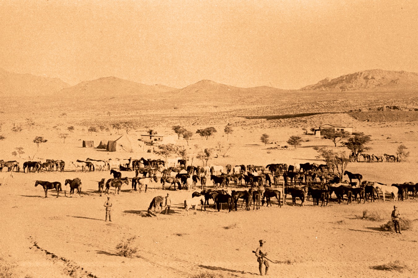 Horses of the German colonial forces near the city Aus. Source: National Archive of Namibia