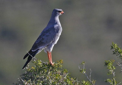 Camdeboo National Park Birding Graaff-Reinet Activities