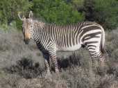 Mountain Zebra National Park Cradock Tourist Attractions