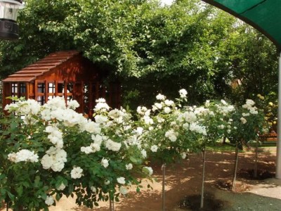 Rose-Cottage, Gariep Dam Colesberg Accommodation Guest House
