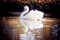 a_swan_on_the_pond_at_swanlake_accommodation.jpg