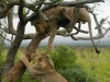 lions_at_play_wildlife_safaris_alan_tours_at_addo_elephant_park_medium69.jpg