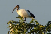 river_place_manor_activities_birding_sacred_ibis.jpg