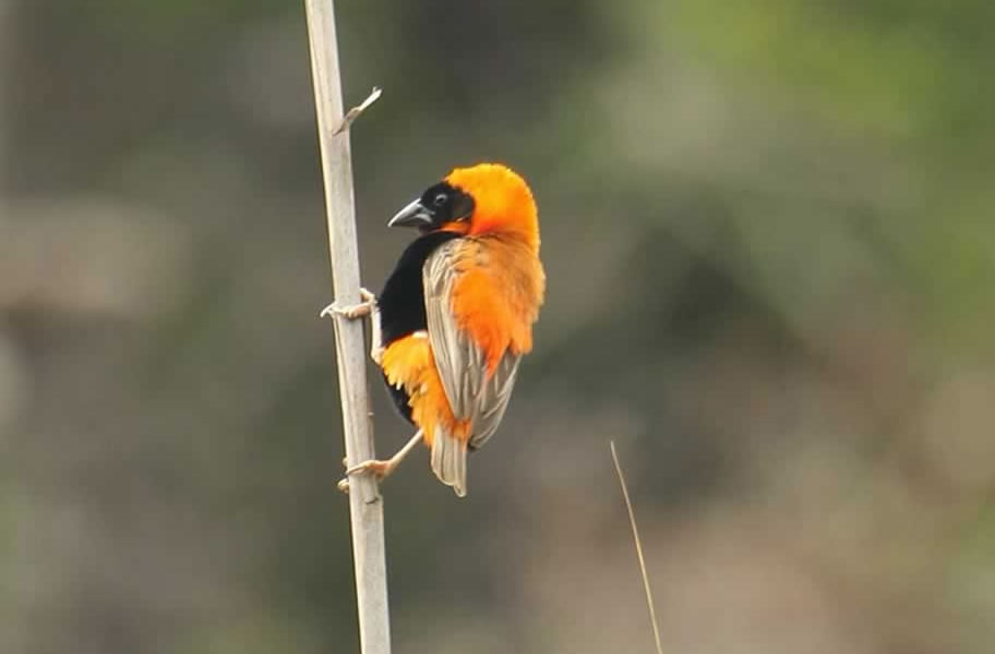 Bird watching in Port Elizabeth