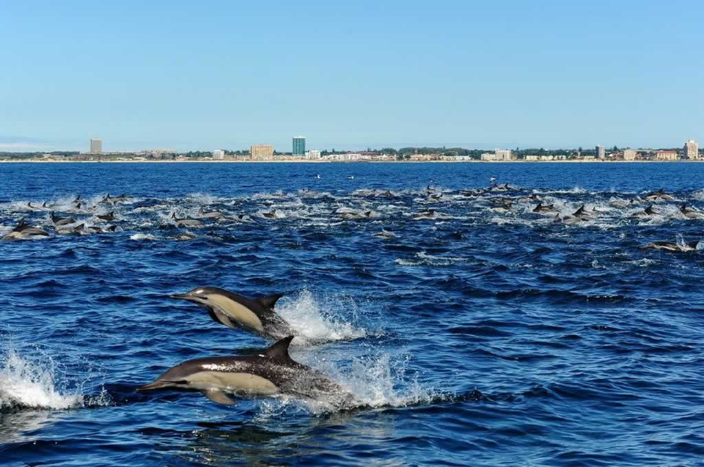 Dolphin and Whale watching Port Elizabeth