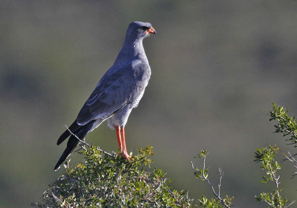 Camdeboo National Park Birding