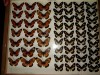 600_butterfliesandmoths03.jpg