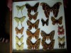 600_butterfliesandmoths04.jpg