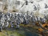 blackfooted_penguins_st_croix_island_algoa_bay63.jpg