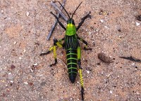 colourful_grasshopper_on_witteberg_private_nature_reserve.jpg