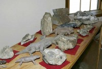ganora_fossil_museum_nieu_bethesda_02.jpg