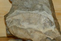 ganora_fossil_museum_nieu_bethesda_03.jpg