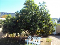 grapefruit_tree.jpg