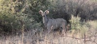 kudu_bull_on_the_estate.jpg