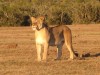 lioness_addo_south_a_frican_safari_alan_tours_1024x76843.jpg