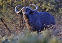 m_buffalo_camdeboo_national_park.jpg