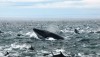 marine_safari_dolphins_and_whales_south_africa_alan_tours_medium41.jpg