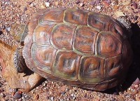 parrotbeaked_tortoise_homopus_areolatus_on_witteberg_private_nature_reserve.jpg